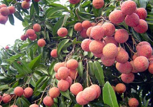 Bộ NN-PTNT lên kế hoạch tiêu thụ 220.000 tấn vải thiều