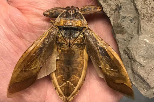 Hóa thạch côn trùng kỳ lạ 151 triệu năm tuổi