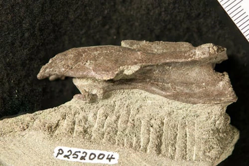 Mẫu hoá thạc đốt sống cổ của loài elaphrosaur được phát hiện ở Australia. Ảnh: Bảo tàng Melbourne.