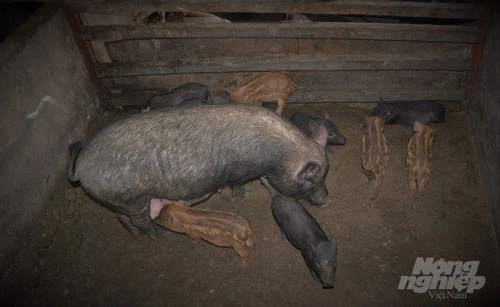 Giống lợn mẹ được lấy từ giống lợn Mán bản địa của tỉnh Hà Giang lai tạo với lợn đực là lợn rừng lai. Ảnh: Đào Thanh.