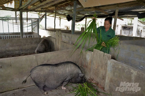 Loài lợn Mán bản địa này có đặc điểm là phàm ăn, sức đề kháng tốt, chăm sóc khá dễ dàng. Thức ăn chủ yếu là cám, cây chuối, thậm chí cả cỏ tươi. Ảnh: Đào Thanh.