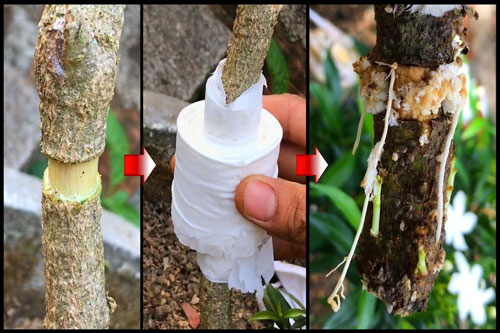 CLIP: Hướng dẫn dùng giấy vệ sinh trong phương pháp chiết cây cực đơn giản