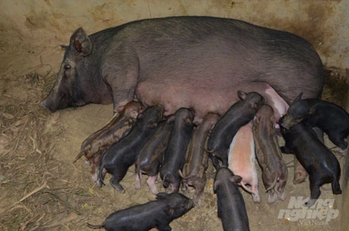 Sau 1 năm triển khai mô hình, đến nay mỗi con lợn nái đã đẻ được từ 1 đến 2 lứa, trung bình mỗi con nái đẻ được 7 đến 10 con lợn con/lứa. Ảnh: Đào Thanh.