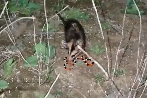 CLIP: Rắn san hô bỏ mạng khi chạm mặt với chồn Opossum