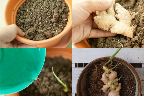 Cách trồng gừng tại nhà cho củ vừa to vừa mập, tha hồ ăn quanh năm không hết