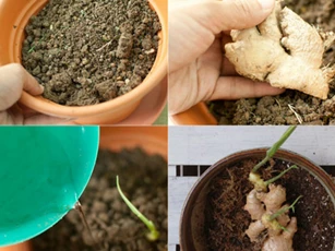 Cách trồng gừng tại nhà cho củ vừa to vừa mập, tha hồ ăn quanh năm không hết