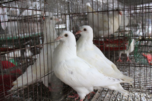 Nam Định: Chàng trai tật nguyền làm giàu từ nuôi chim bồ câu Pháp