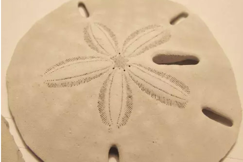 Sinh vật biển kỳ lạ mang tên Đôla cát