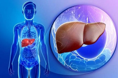 Giải độc gan chỉ với 2 ngàn đồng mỗi ngày, vừa rẻ tiền lại hiệu quả, ai không biết phí cả đời