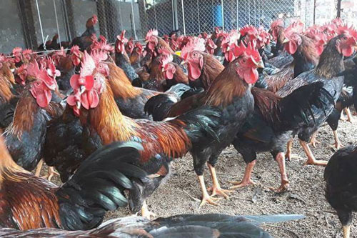 Người nông dân chú ý: Dịch cúm gia cầm đang có dấu hiệu bùng phát