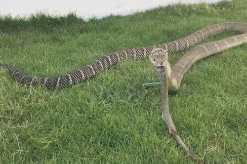 Khiếp sợ với cảnh hổ mang chúa ăn tươi nuốt sống đồng loại