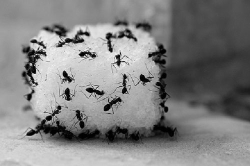 Chẳng cần thuốc xịt độc hại, đây mới là 5 cách đuổi kiến an toàn nhất