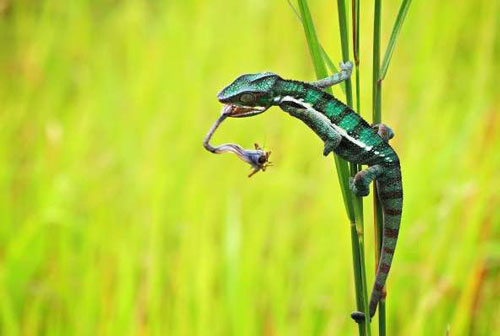 1001 thắc mắc: Dù không có nọc độc, sao tắc kè vẫn là sát thủ đáng gờm?