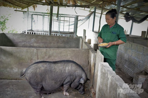 Sau lứa lợn đầu tiên, gia đình bà Đặng Thị Thiết, thôn Đát Trà đã bán được 20 triệu tiền con giống (khi lợn giống giá chưa cao). Bà Thiết dự định sẽ nhân rộng tổng đàn và phát triển nuôi thương phẩm. Ảnh: Đào Thanh.