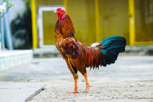 3 con giáp dễ được 'Thần Tài chiếu cố', vận thế khởi sắc, tiền tiêu không hết trong 49 ngày tới