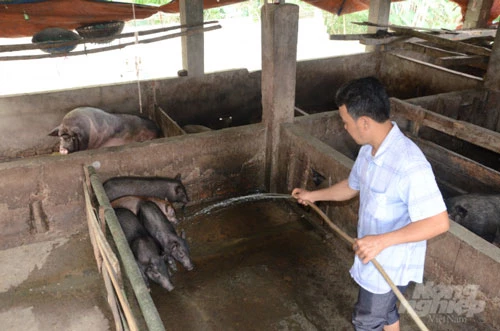 Mô hình chăn nuôi lợn sinh sản giống bản địa (lợn Mán) theo hướng an toàn sinh học tại xã Phú Thịnh được Trung tâm Khuyến nông tỉnh Tuyên Quang triển khai từ tháng 5 năm 2019 với 40 con lợn bố mẹ/4 hộ tham gia. Ảnh: Đào Thanh.