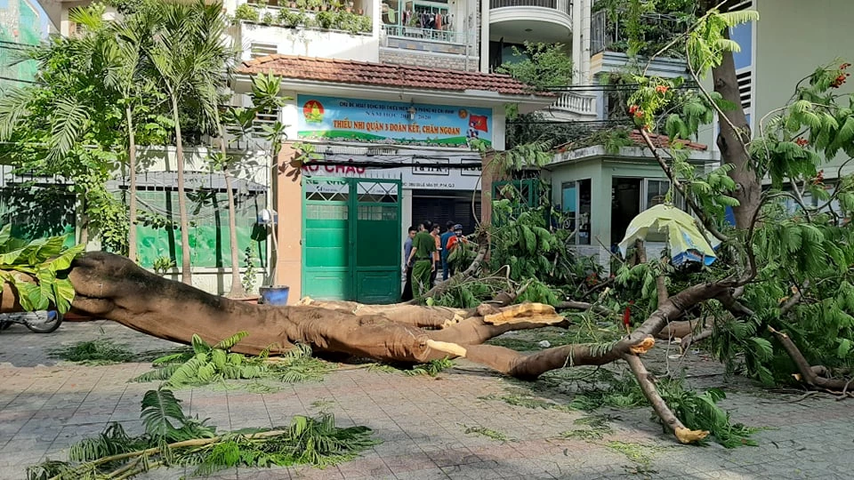 Hiện trường cây phượng cổ thụ đổ đè chết 1 em học sinh và khiến 17 em bị thương.