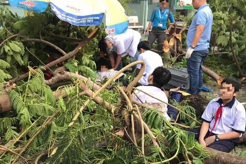 TP.HCM: Cây phượng bật gốc đè trúng nhiều học sinh lớp 6