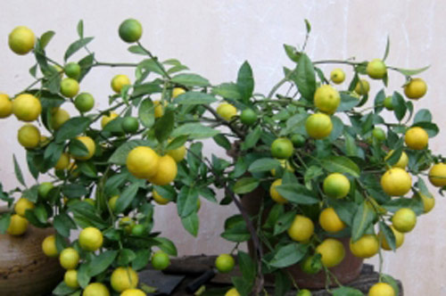 Cách trồng chanh đơn giản, cây sai quả, tươi tốt không hóa chất