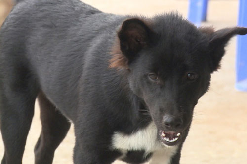 Mùa Hè, cẩn trọng với bệnh dại