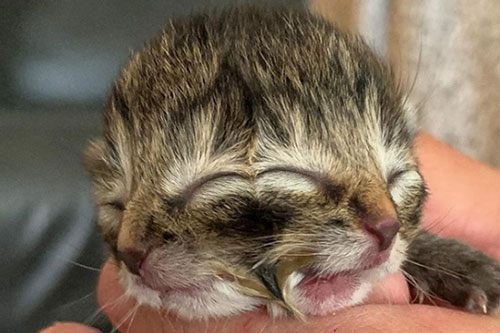 Kỳ lạ chú mèo có 2 gương mặt