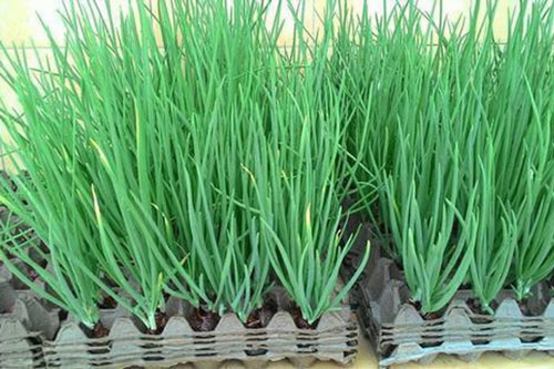 3 loại rau trồng trong nhà vẫn phát triển tươi tốt, ăn quanh năm không sợ hóa chất