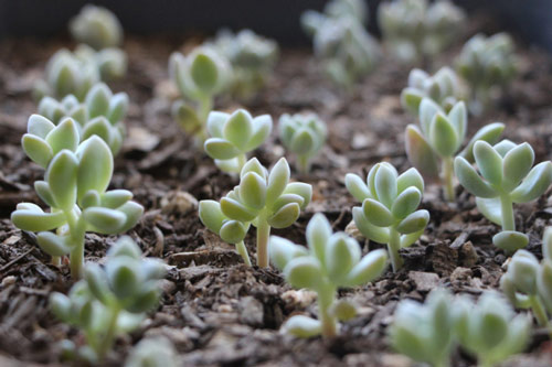 5 b&#x1B0;&#x1EDB;c &#x111;&#x1A1;n gi&#x1EA3;n gi&#xFA;p b&#x1EA1;n nh&#xE2;n gi&#x1ED1;ng hoa sen &#x111;&#xE1; hi&#x1EC7;u qu&#x1EA3;