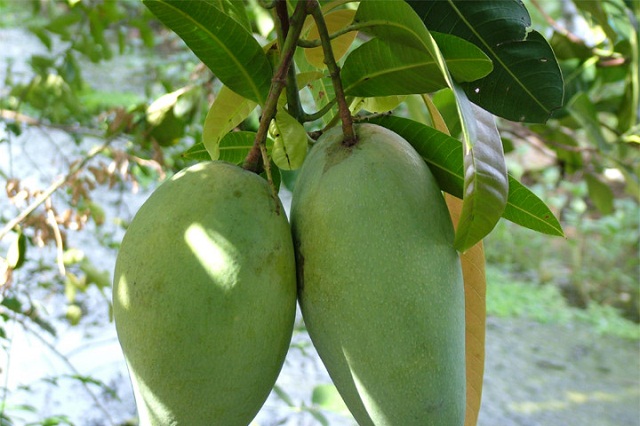 Sơn La: Tín hiệu vui từ mùa xoài Mường La