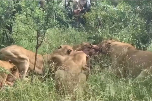 Bị đàn sư tử ‘tập kích’, báo hoa mai đành phải ‘bỏ của chạy lấy người’