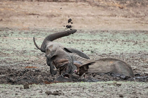 Thảm thương voi mẹ nhìn con bị xé xác ngay bên cạnh