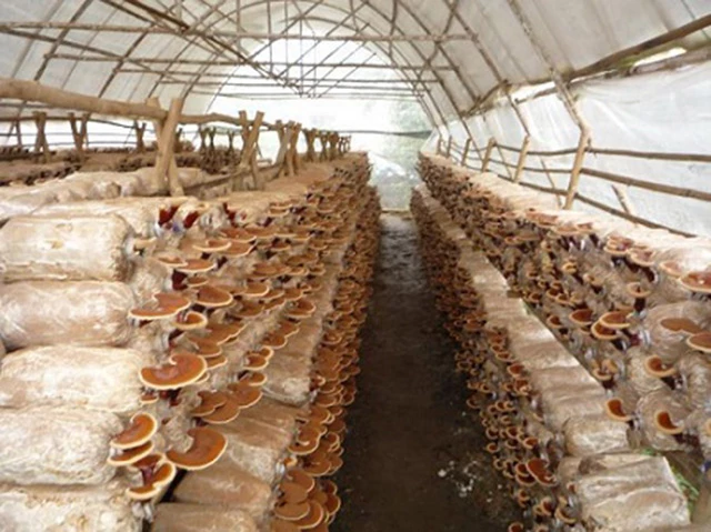 Chị Hương mong muốn sớm thành lập HTX trồng nấm Thanh Hương để mở rộng đầu tư, nâng cao hiệu quả sản xuất từ trồng nấm (Ảnh: TL)