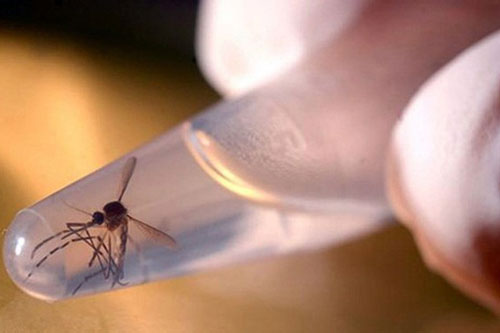 Phát hiện một trường hợp mắc virus Zika tại Đà Nẵng