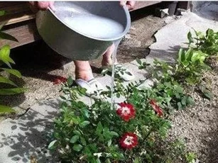 Ba loại nước thải, thật 'ngớ ngẩn' khi đổ bỏ! Hãy tận dụng để tưới cây, vừa phát triển tươi tốt vừa thịnh vượng cho gia chủ