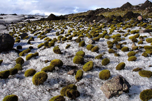 “Chuột sông băng” bí ẩn chưa có lời giải