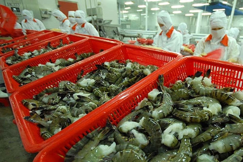 Tôm Việt Nam vượt qua nhiều đối thủ ở các thị trường xuất khẩu lớn