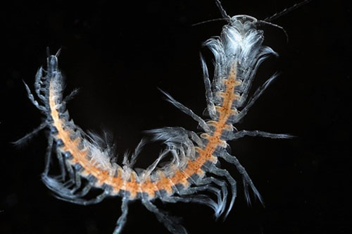 Phát hiện loài động vật không có mắt, thân hình cực lạ