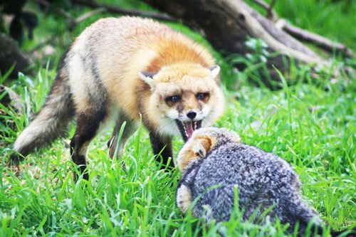 Chuyện thỏ non xơi tái sói già: Triết lý thâm thúy ai cũng nên đọc ít nhất 1 lần