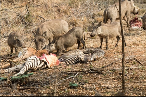 Lợn rừng kéo đàn tới chén thịt ngựa vằn: Lộ nguyên nhân