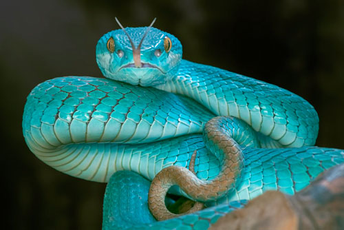 Được 'thần tình yêu' chiếu cố, 3 con giáp này nhân duyên vượng sắc, đào hoa nở rộ, dễ thoát ế trong tháng 4 nhuận Âm lịch