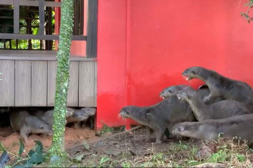 Màn đại chiến khốc liệt tranh giành lãnh thổ giữa hai đàn rái cá