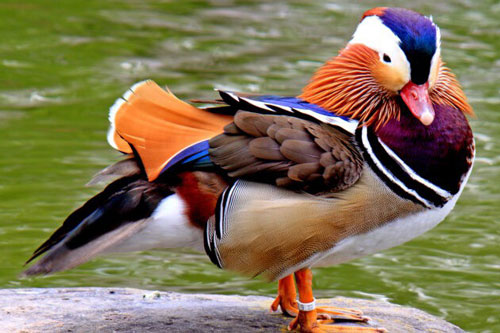 Vịt uyên ương: Loài vịt đẹp nhất thế giới và là biểu tượng của tình yêu chung thủy xuất hiện trở lại