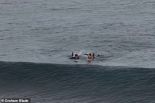 Anh chàng thoát chết ngoạn mục khỏi hàm cá mập nhờ đấm vào mặt con cá