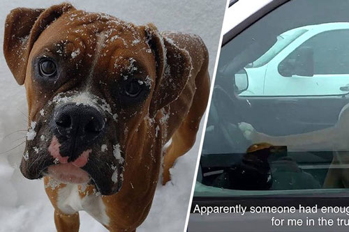 Bực mình vì phải chờ đợi, chú chó “gắt gỏng” bấm còi xe inh ỏi để thúc giục chủ nhân