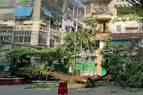 Cây đổ đè chết học sinh, đi học mùa mưa cần chú ý gì để tránh gặp nạn?