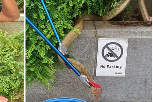 'Hoang mang' trước rắn hổ mang chúa dài hơn 3 m xuất hiện giữa trung tâm dân cư đông đúc