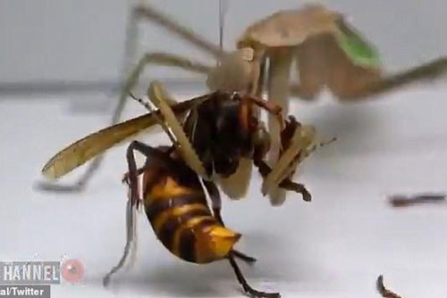 Màn ác chiến 'nghẹt thở' của ong bắp cày khi gặp phải đối thủ 'cứng'