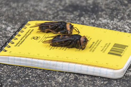 Chưa đầy 1 phút, ong bắp cày 'sát thủ' đã có thể giết đối thủ to lớn gấp ba lần mình