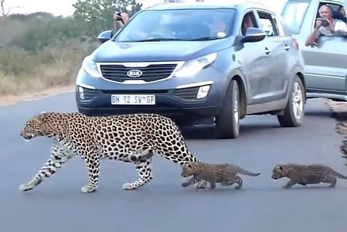 Báo hoa mai mẹ ân cần dìu con nhỏ băng qua đường