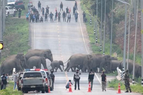 Đàn voi hàng chục con đi bộ lững thững qua đường cao tốc