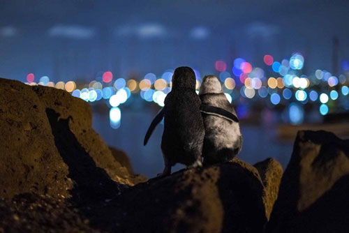 Xúc động với hình ảnh cặp chim cánh cụt vỗ về, tận hưởng khoảnh khắc cùng nhau